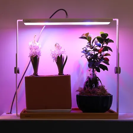 Viridarium Apartment *